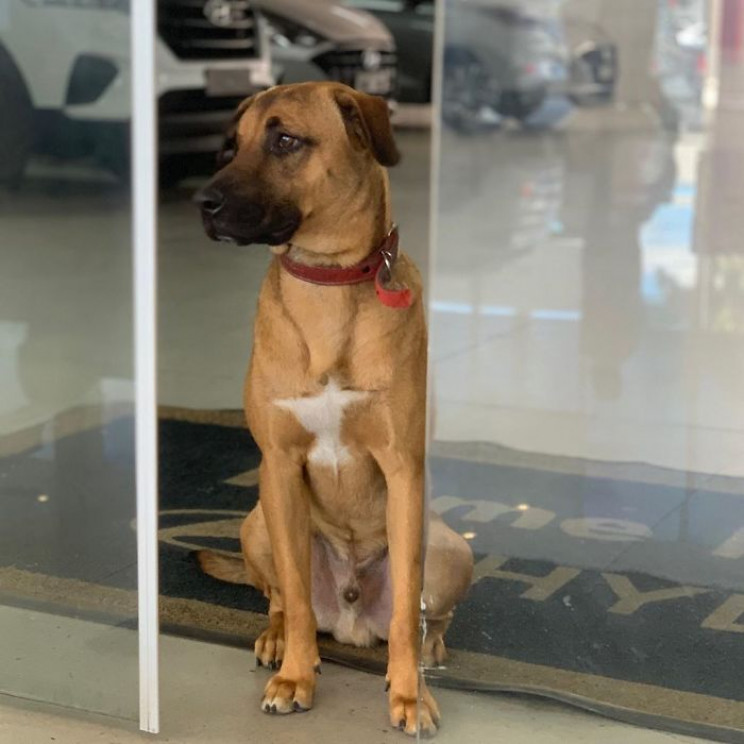 Hyundai Showroom in Brazil Hires Stray Dog as Sales Consultant Hyundai Showroom in Brazil Hires Stray Dog as Sales Consultant