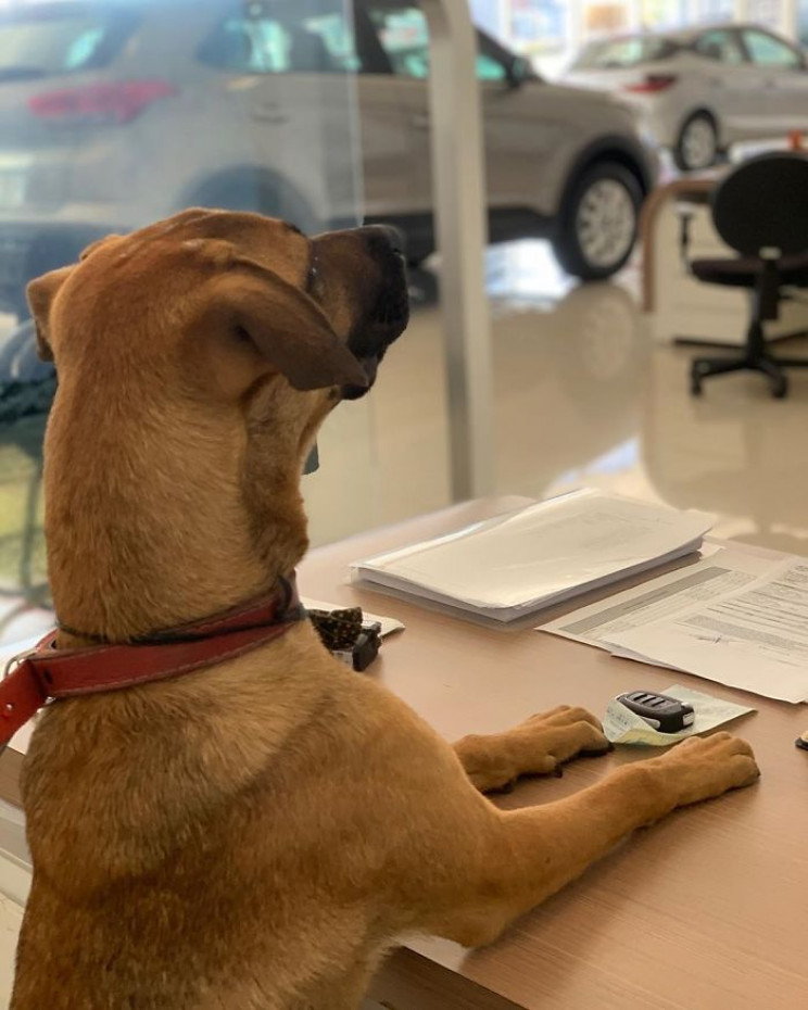 Hyundai Showroom in Brazil Hires Stray Dog as Sales Consultant Hyundai Showroom in Brazil Hires Stray Dog as Sales Consultant