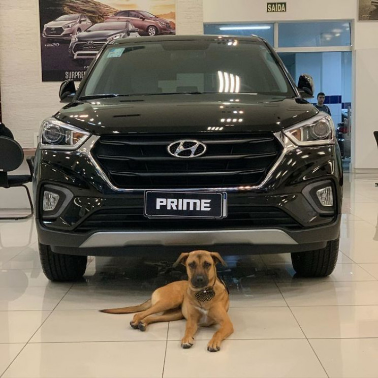 Hyundai Showroom in Brazil Hires Stray Dog as Sales Consultant Hyundai Showroom in Brazil Hires Stray Dog as Sales Consultant