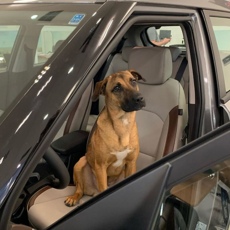 Hyundai Showroom in Brazil Hires Stray Dog as Sales Consultant Hyundai Showroom in Brazil Hires Stray Dog as Sales Consultant