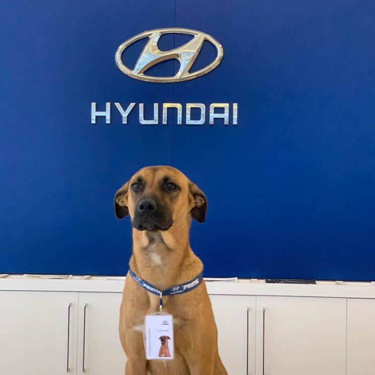 Hyundai Showroom in Brazil Hires Stray Dog as Sales Consultant Hyundai Showroom in Brazil Hires Stray Dog as Sales Consultant