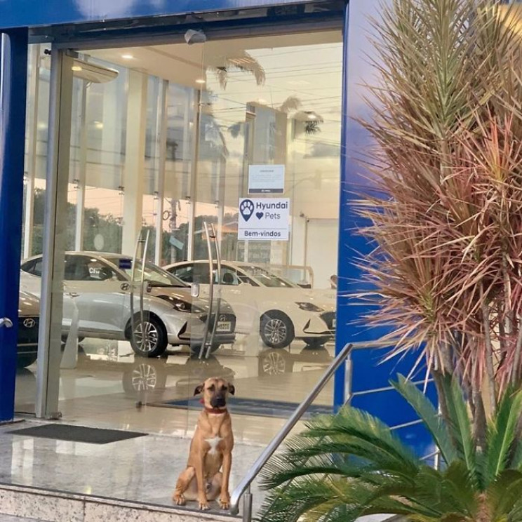 Hyundai Showroom in Brazil Hires Stray Dog as Sales Consultant Hyundai Showroom in Brazil Hires Stray Dog as Sales Consultant