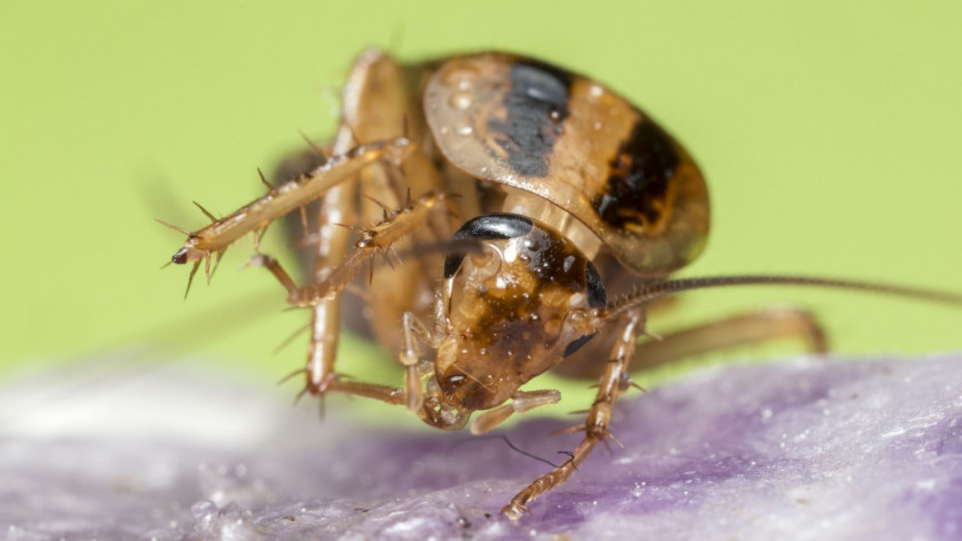 A new CRISPR breakthrough could unlock gene-editing in 90% of insects - Vimarsana News