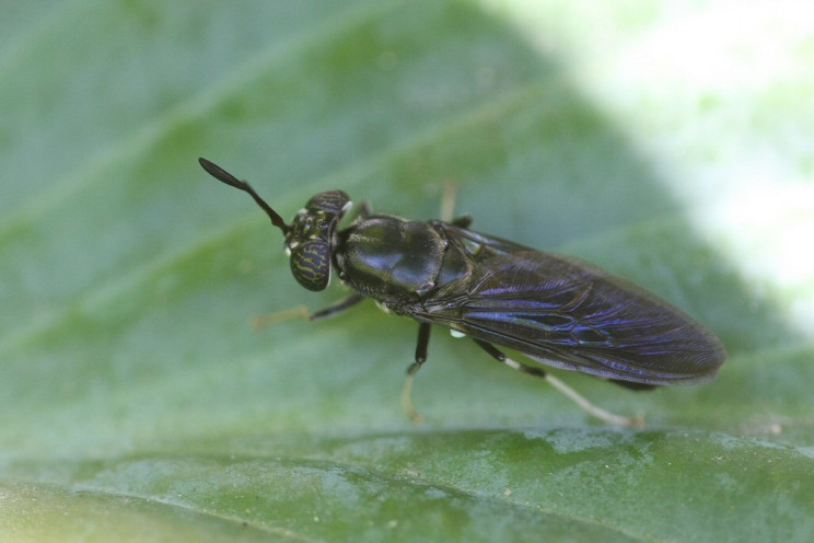 Black soldier fly Black soldier fly