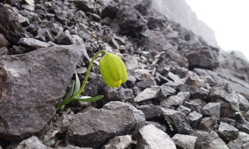 Chinese Flower Evolves To Turn Invisible and Escape Humans Chinese Flower Evolves To Turn Invisible and Escape Humans