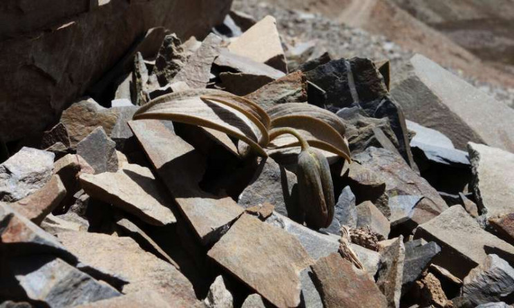Chinese Flower Evolves To Turn Invisible and Escape Humans Chinese Flower Evolves To Turn Invisible and Escape Humans