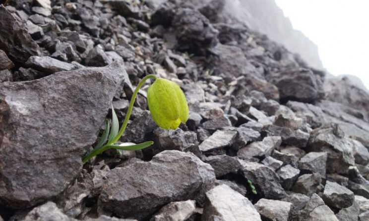 Chinese Flower Evolves To Turn Invisible and Escape Humans Chinese Flower Evolves To Turn Invisible and Escape Humans