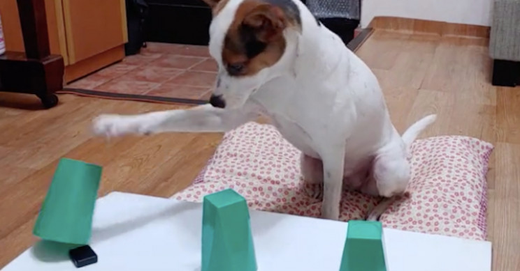 Smart Wee Dog Can’t Be Tricked by Its Owner’s Magic Trick