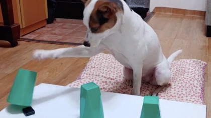 sending dog dna to 23andme