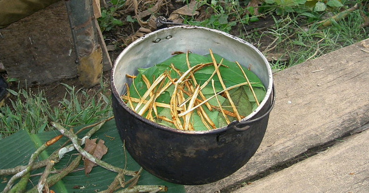 Ayahuasca Stimulates Formation of New Neurons in Hippocampus, Study Says