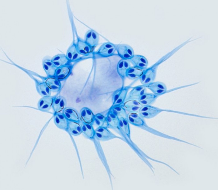 This Little Animal Needs No Oxygen to Survive, Scientists Discover This Little Animal Needs No Oxygen to Survive, Scientists Discover