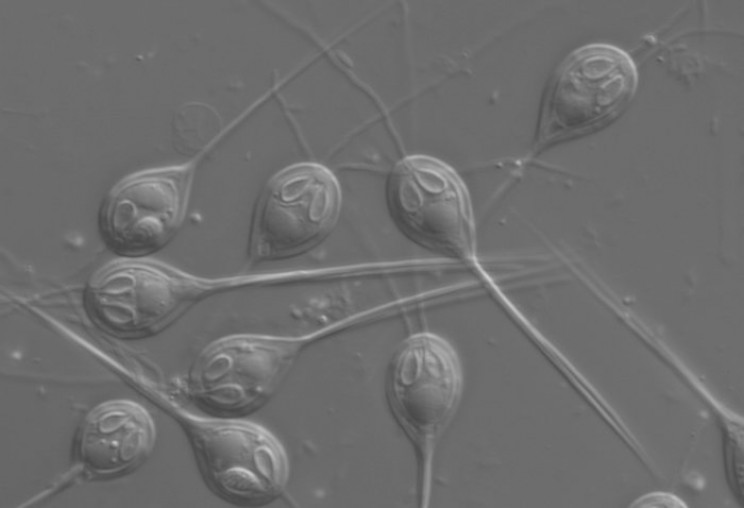 This Little Animal Needs No Oxygen to Survive, Scientists Discover This Little Animal Needs No Oxygen to Survive, Scientists Discover