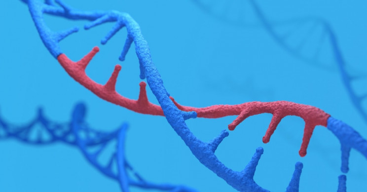 Americans With European, African Ancestry also Have Native American Genes