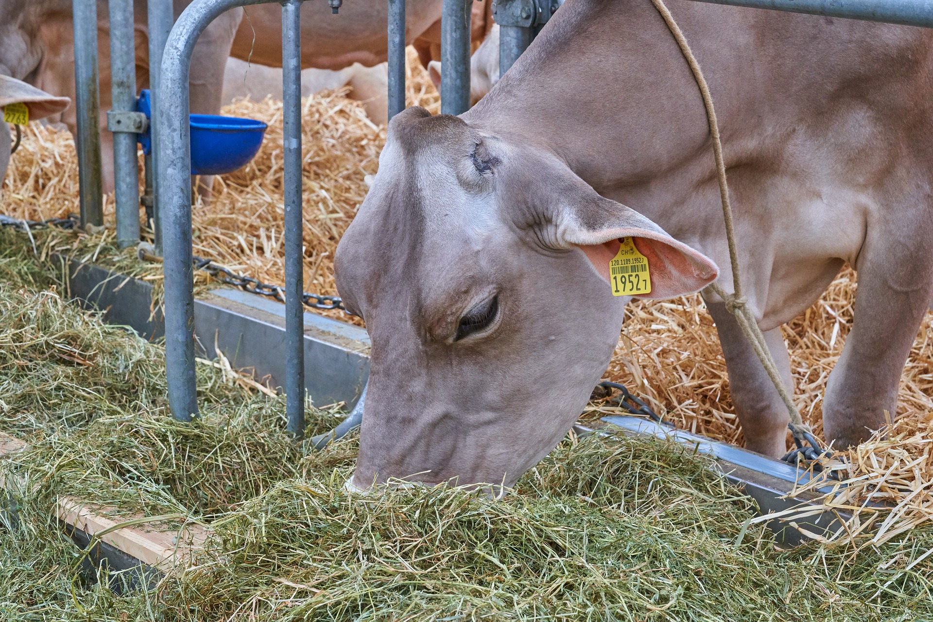 Cow Cow eating