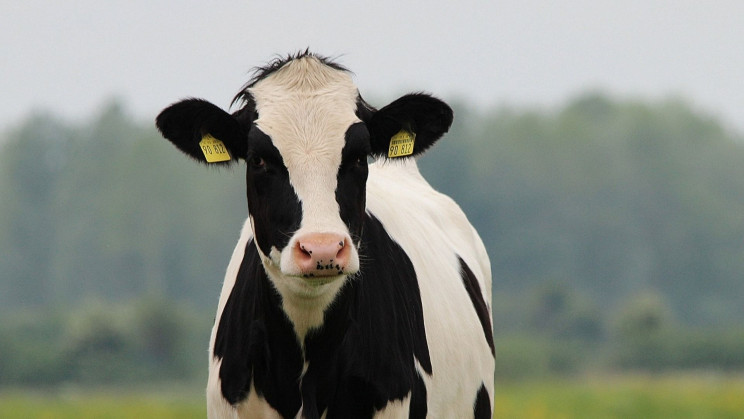 Can What We Eat Help Mitigate the Effects of Climate Change?