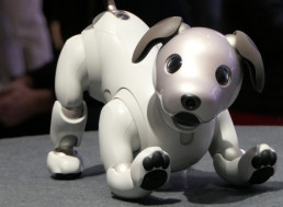 People in Japan Are Now Having Playdates for Their Robotic Pets