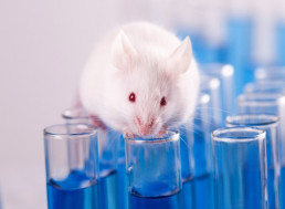 EPA to Eliminate All Animal Testing by 2035