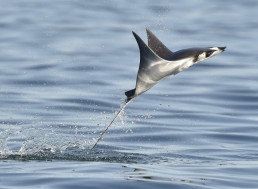 Scientists Created Manta Ray-like Robots that Jump and Glide out of the Water
