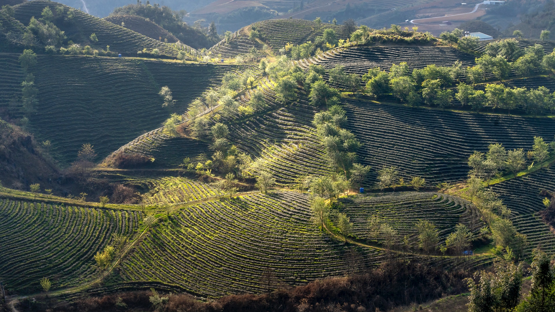How Is China Turning Deserts Into Arable Lands? How Is China Turning Deserts Into Arable Lands?