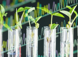 Genetic Engineering Tools Allow for More Easily Modified Plants