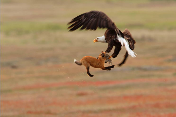 A Bald Eagle makes off with a fox's dinner, and the fox too, in San Juan National Historical Park.