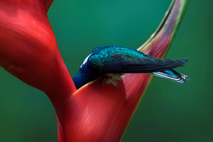 A White-necked Jacobin delves into a flower in search of food.