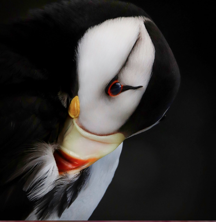 A Horned Puffin preens for the camera at the SeaLife Center in Alaska.