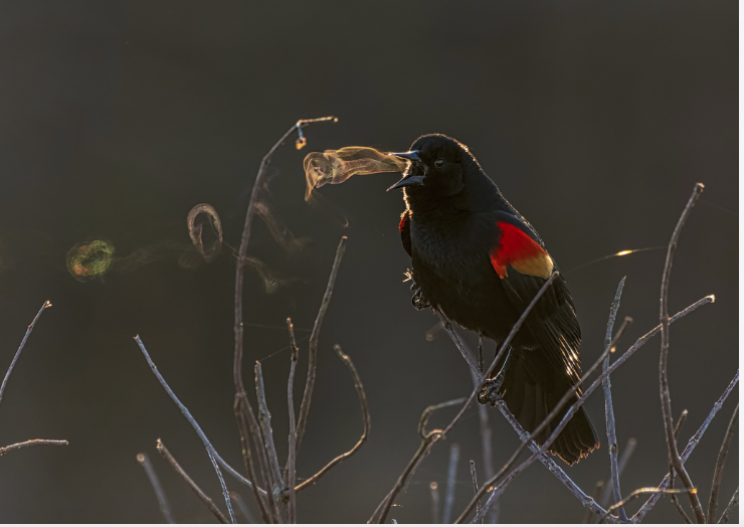 Smoke Signals: Blackbird's Breath Snags the Audubon Award for 2019