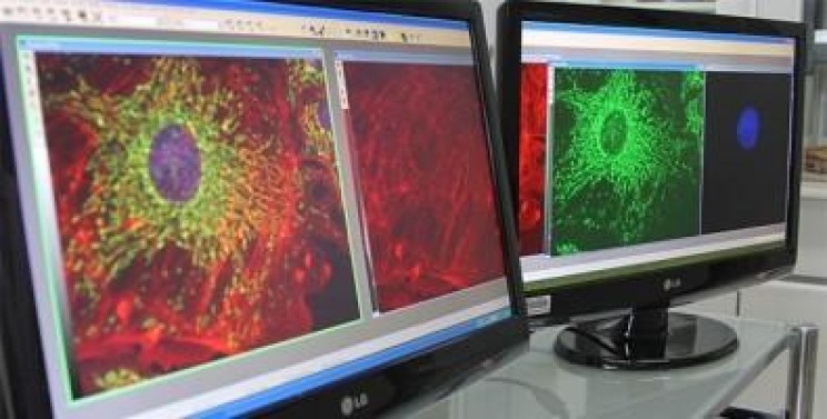 Scientists Create a Genetically Modified Virus That Can Combat Prostate Cancer Scientists Create a Genetically Modified Virus That Can Combat Prostate Cancer