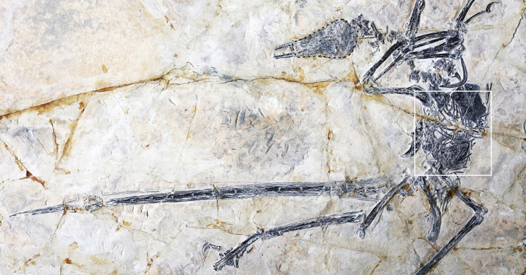 Fossil Inception: Fossil in a Fossil Unveils New Lizard Species