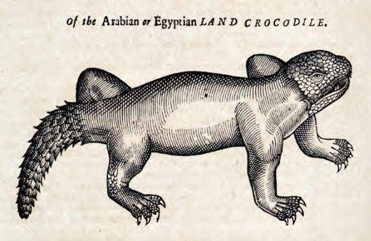 This Is How Medieval Artists Imagined Animals They Had Never Seen This Is How Medieval Artists Imagined Animals They Had Never Seen