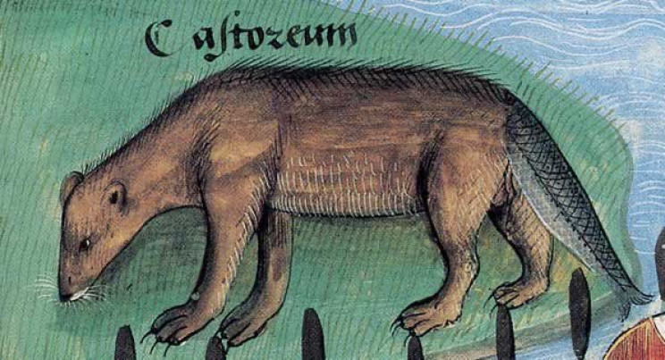 This Is How Medieval Artists Imagined Animals They Had Never Seen This Is How Medieval Artists Imagined Animals They Had Never Seen