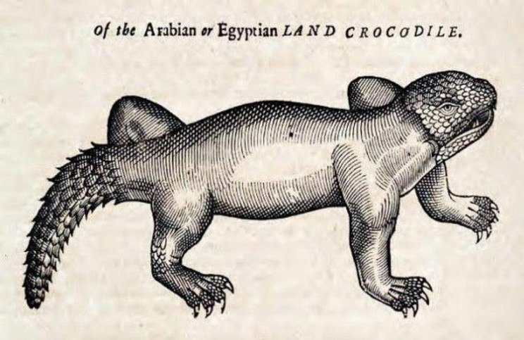 This Is How Medieval Artists Imagined Animals They Had Never Seen This Is How Medieval Artists Imagined Animals They Had Never Seen