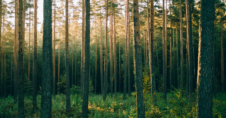 Scientists Make Bio-Derived, Sustainable Polymer Using Sugar from Wood