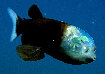 A Rare Deep-Sea Fish With a Transparent Head Can See Through Its Forehead A Rare Deep-Sea Fish With a Transparent Head Can See Through Its Forehead