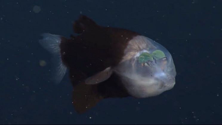 A Rare Deep-Sea Fish With a Transparent Head Can See Through Its Forehead