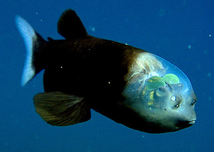 A Rare Deep-Sea Fish With a Transparent Head Can See Through Its Forehead A Rare Deep-Sea Fish With a Transparent Head Can See Through Its Forehead