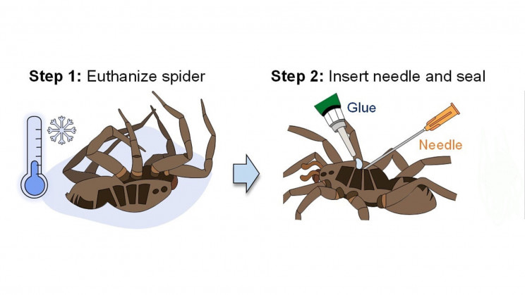 Euthanizing the spider Euthanizing the spider