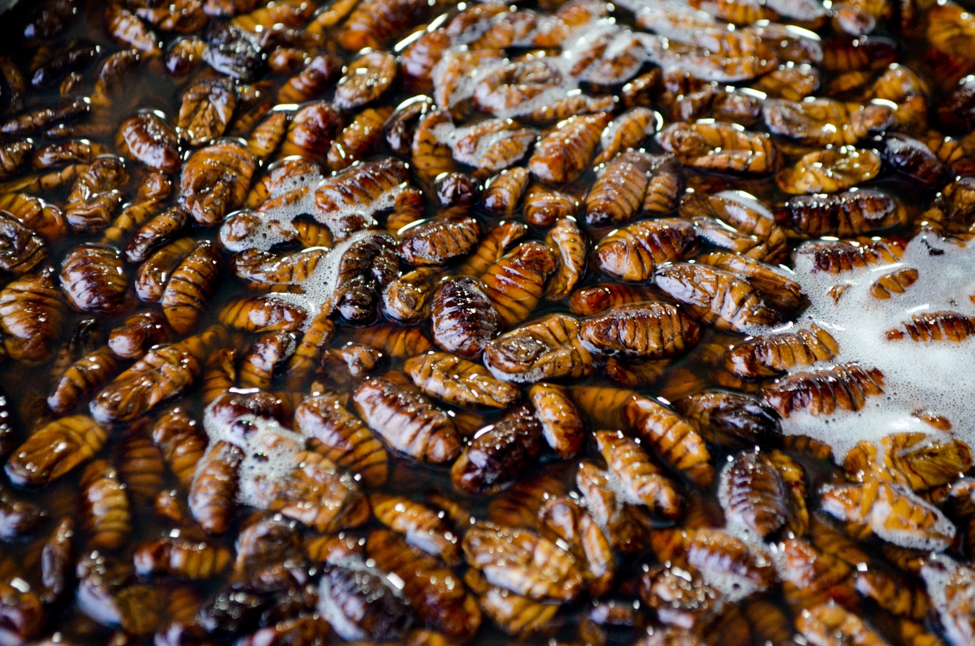 The Mystery Behind China's Secret Cockroach Farms The Mystery Behind China's Secret Cockroach Farms
