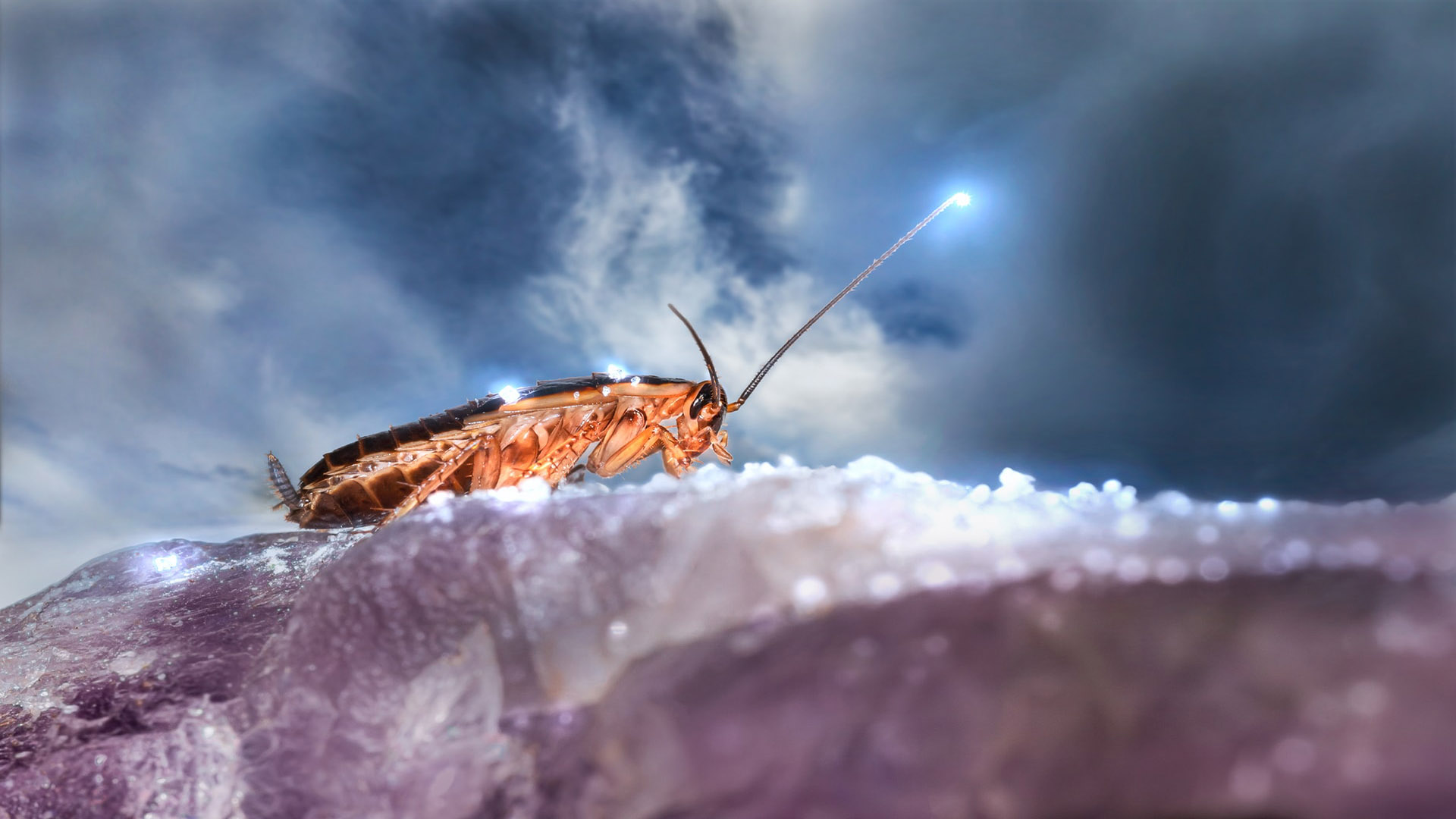 Radroach Farmer The Mystery Behind China's Secret Cockroach Farms