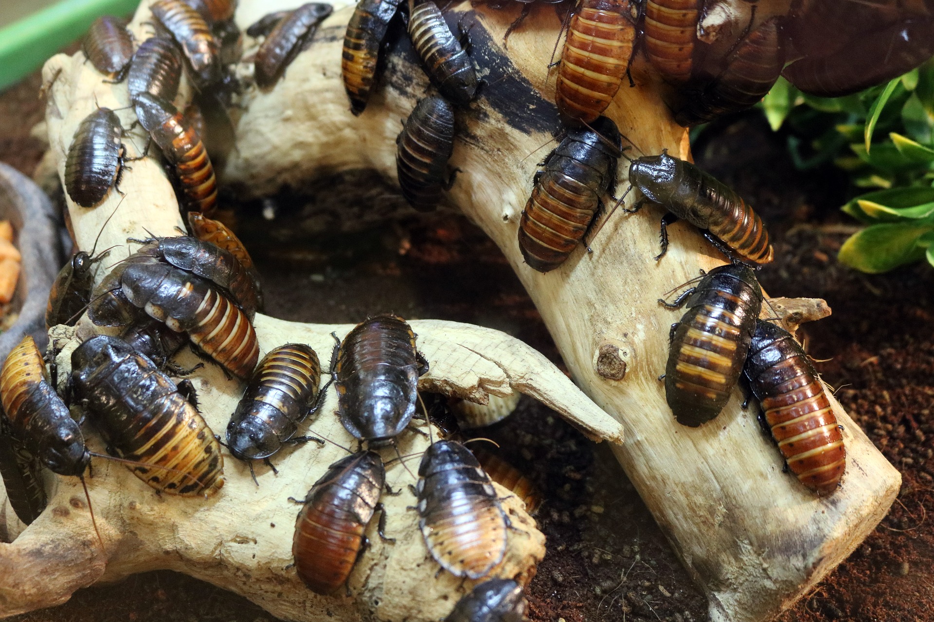 The Mystery Behind China's Secret Cockroach Farms The Mystery Behind China's Secret Cockroach Farms