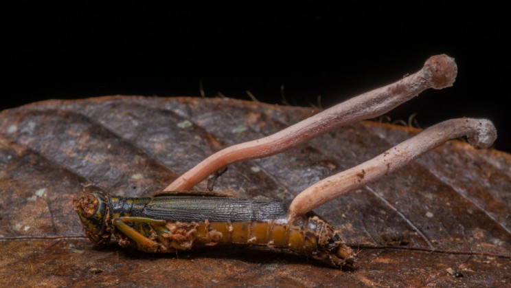 Drug Derived From Himalayan Fungus Kills Cancer Cells With 40 Times the Potency