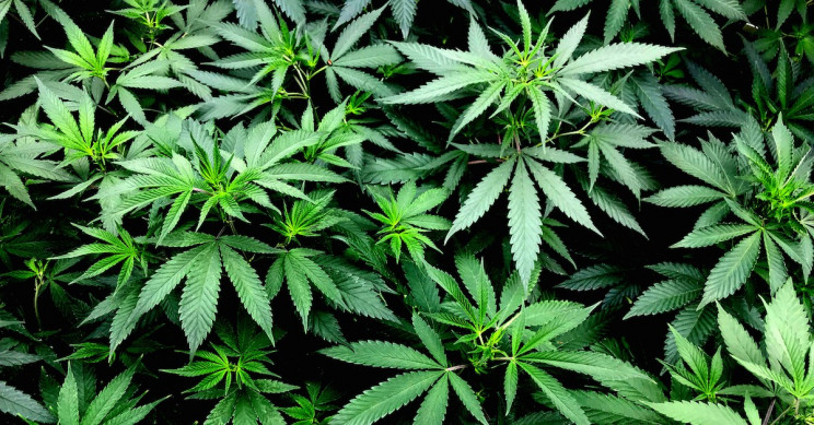 Companies are Racing to Build "Billion Times More Sensitive" Breathalyzer for Weed Companies are Racing to Build "Billion Times More Sensitive" Breathalyzer for Weed