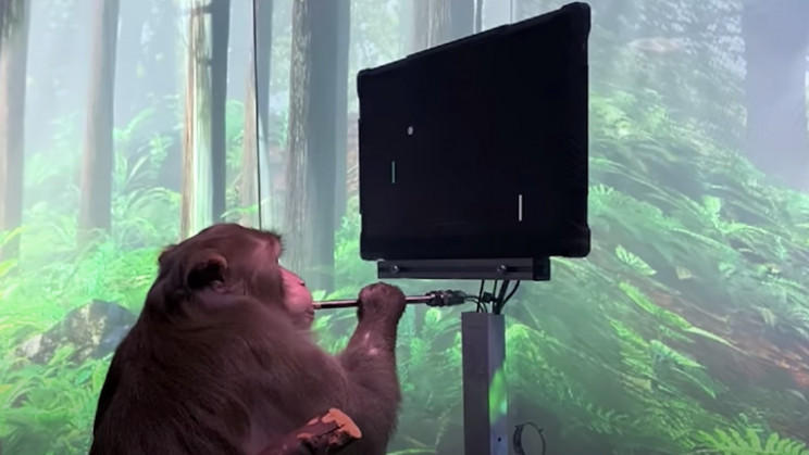 Watch a Monkey with Neuralink's Chip Play Pong With Its Mind