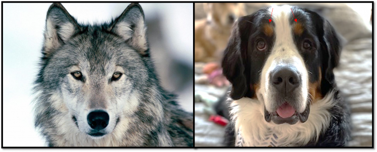 Scientists discover how dogs can hook a human's attention with just one look