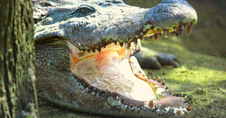 Bass Pro Shop Facing Lawsuit - Over Alligator Meat? | IE