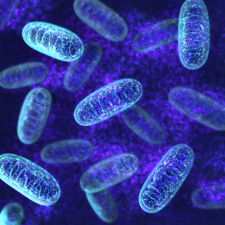 Turns Out Mitochondria Have an Unknown Function Turns Out Mitochondria Have an Unknown Function