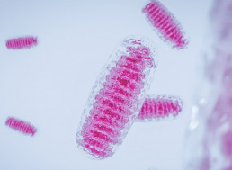 Turns Out Mitochondria Have an Unknown Function