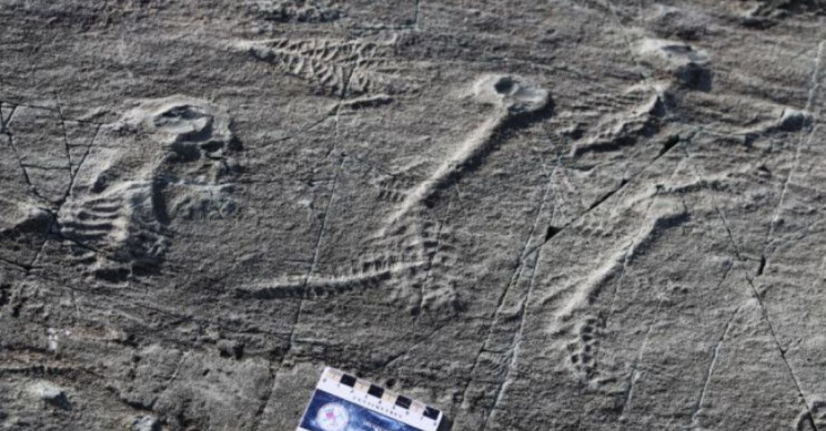 500-Million-Year-Old Sea Animals May Have Used "Social Networks" to Clone Themselves