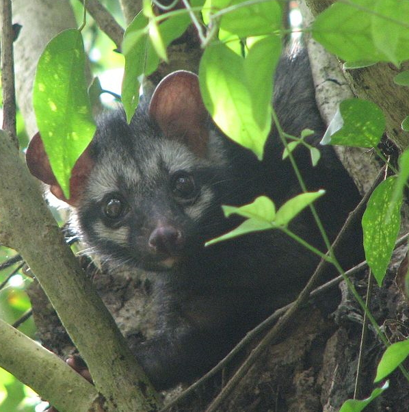 Asian Palm Civet Asian Palm Civet